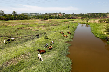 Horses grazing on green grass of river meadow on countryside of Brazil
