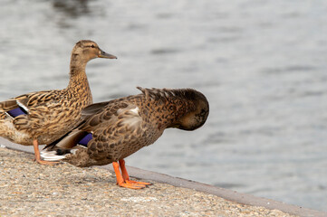 Close Up Of A Duck Cleaning