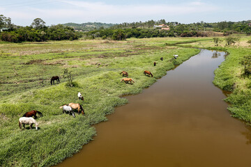 Horses grazing on green grass of river meadow on countryside of Brazil