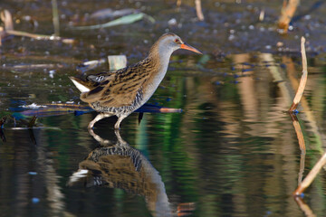 Wasserralle am Morgen im Herbst bei der Jagd in der Oberlausitz	