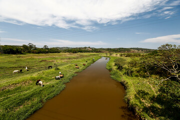 Horses grazing on green grass of river meadow on countryside of Brazil