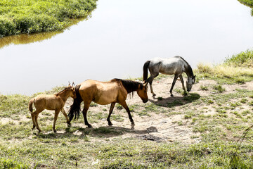 Naklejka na ściany i meble Horses grazing on green grass of river meadow on countryside of Brazil