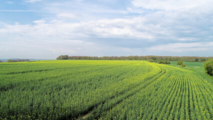 Fototapeta na wymiar View overlooking the rapeseed field in countryside of Berkshire