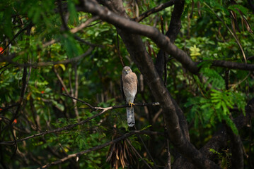 Shikra in sunlight