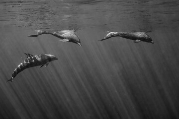 Dolphins in the Pacific Ocean near Baja California Sur © Subphoto