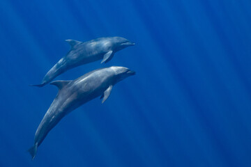 Dolphins in the Pacific Ocean near Baja California Sur