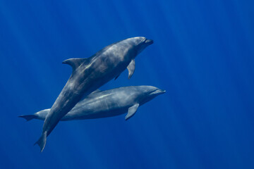 Dolphins in the Pacific Ocean near Baja California Sur