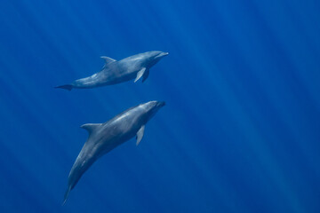 Dolphins in the Pacific Ocean near Baja California Sur