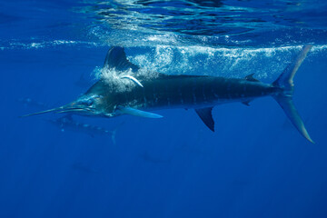 Fototapeta premium Marlins hunting on sardines or makerels in Baja California Sur