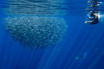 Fototapeta na wymiar Marlins hunting on sardines or makerels in Baja California Sur