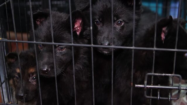 Cute and funny german shepherd puppies are sitting inside a cage indoors. Breeding dogs.