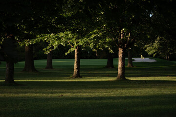 trees on the golf course 