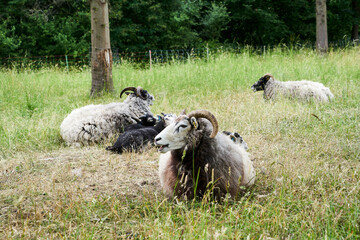 Schafe mit Hörnern auf der Wiese