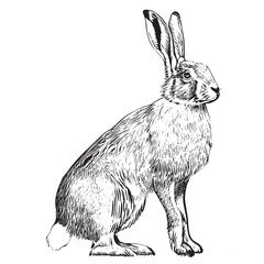 Hare sitting sketch engraving hand drawn Vector illustration © BigJoy