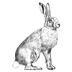 Foto op Aluminium Hare sitting sketch engraving hand drawn Vector illustration © BigJoy