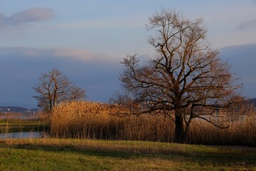 Obraz premium Herbststimmung am Baldeggersee