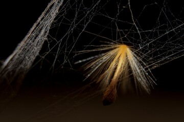 Dandelion pappus on a cobweb on a blurred dark background