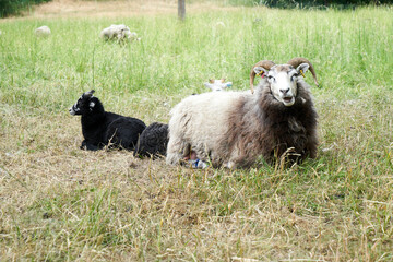 Schafe mit Hörnern auf der Wiese