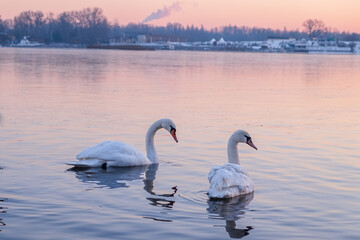 swans in the lake