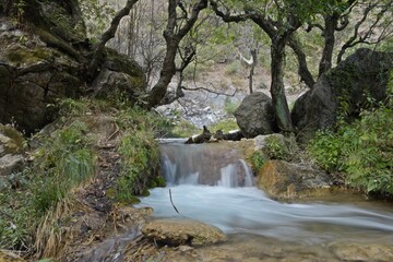 stream in the forest 