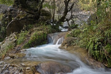 Fototapeta premium stream in the forest 