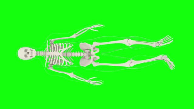 3d animation showing the human skeletal system. More elements in our portfolio.