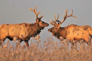 Two Elk Bulls at Benezette PA