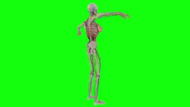 3D Animation of human anatomy system with green screen chromakey background. More elements in our portfolio.