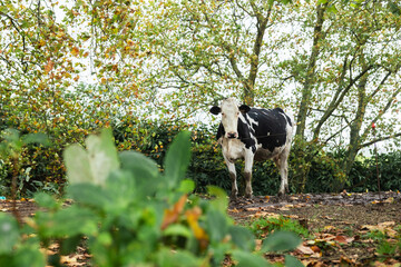 Cow in Sao Miguel, Azores, Portugal