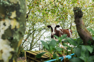 Cow in Sao Miguel, Azores, Portugal