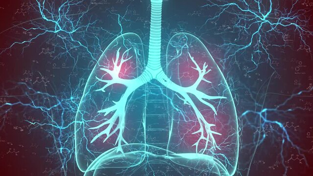Healthy man breathing regularly. Lungs highlighted in orange. Anatomical x-ray rendering. Realistic high quality medical 3d animation. Seamless looping.  More elements in our portfolio.