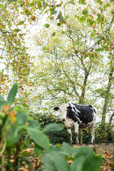 Cow in Sao Miguel, Azores, Portugal