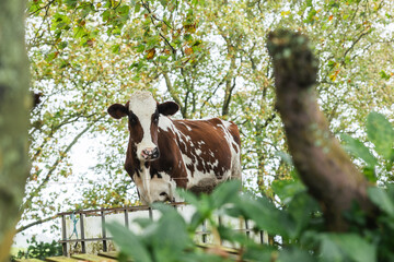 Cow in Sao Miguel, Azores, Portugal