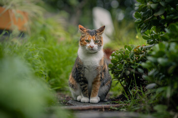 wild brown tabby cat with green eyes in the garden