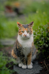 Naklejka na ściany i meble wild brown tabby cat with green eyes in the garden looks at the camera. vertical composition