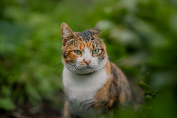 Naklejka na ściany i meble wild brown tabby cat with green eyes in the garden close up