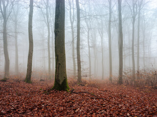 Wald Forst Nebel Herbst