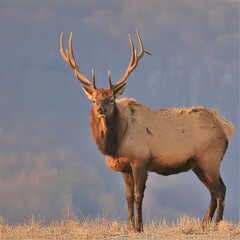 Majestic Elk Bull in the Mountains of Benezette PA