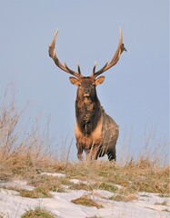 Majestic Elk Bull in the Mountains of Benezette PA