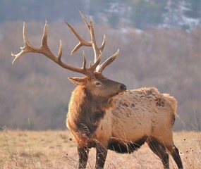 Majestic Elk Bull in the Mountains of Benezette PA