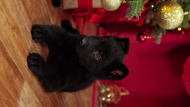 Vertical video for social networks, a black German Shepherd puppy sits on the floor against the background of a Christmas tree and gifts. Videos for smartphones.