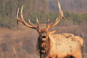 Bull Elk Yawning with Mouth Wide Open at Benezette PA