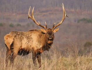 Naklejka na ściany i meble Majestic Elk Bull in the Mountains of Benezette PA