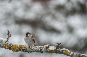 a closeup shot of beautiful bird on a snowy forest background