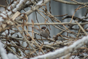 a closeup shot of beautiful bird on a snowy forest background