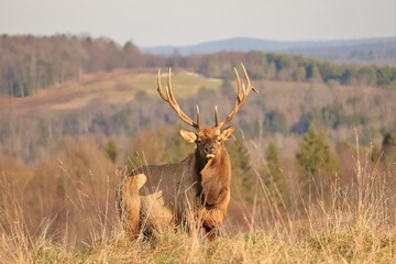 Majestic Elk Bull in the Mountains of Benezette PA