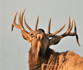 Elk Bull Catching a Scent in Benezette PA