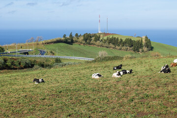 Lots of Cows in Sao Miguel, Azores, Portugal