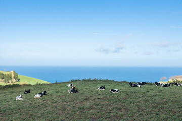 Lots of Cows in Sao Miguel, Azores, Portugal