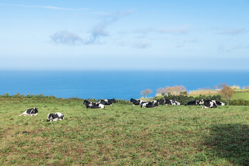 Lots of Cows in Sao Miguel, Azores, Portugal